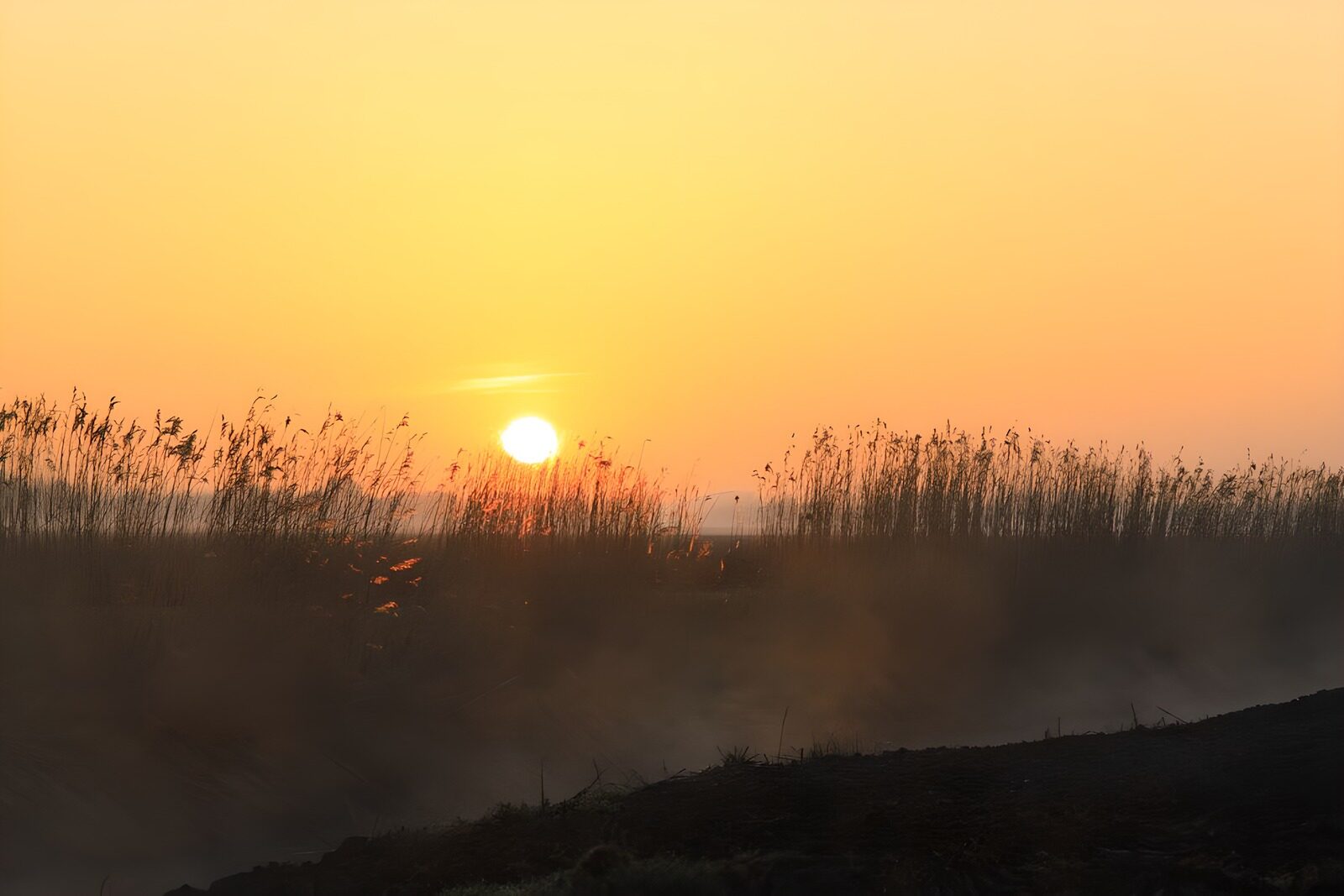 CW3907074: Zonsondergang boven het riet