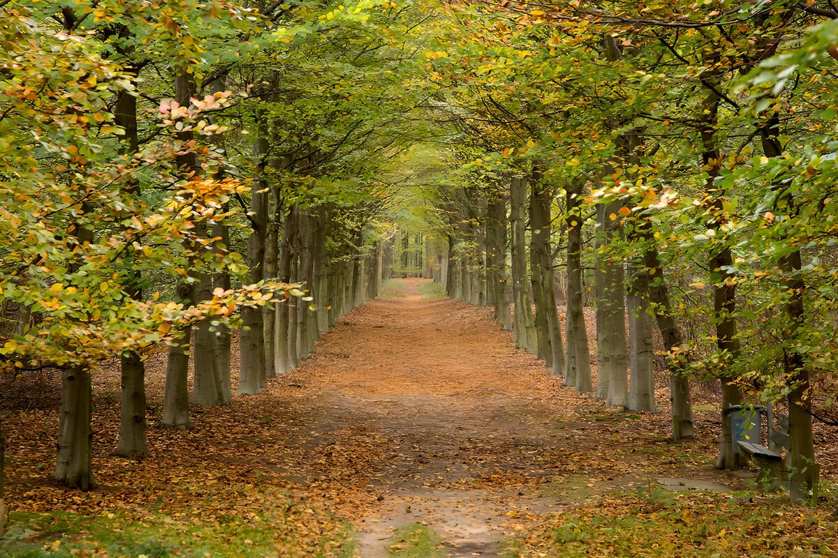 CW8731082: Herfstwandeling door het bos