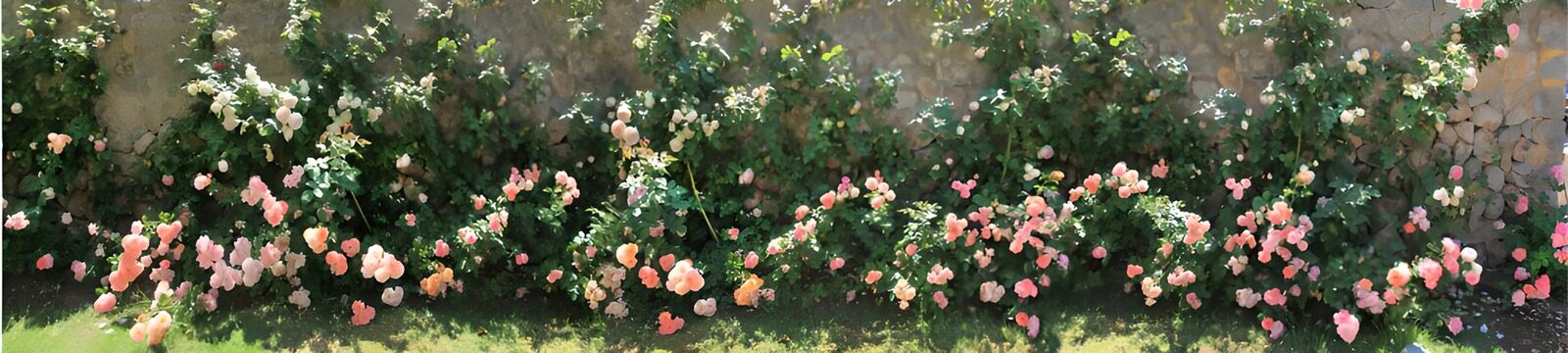 CW8111077: Kleurrijke rozen langs de muur