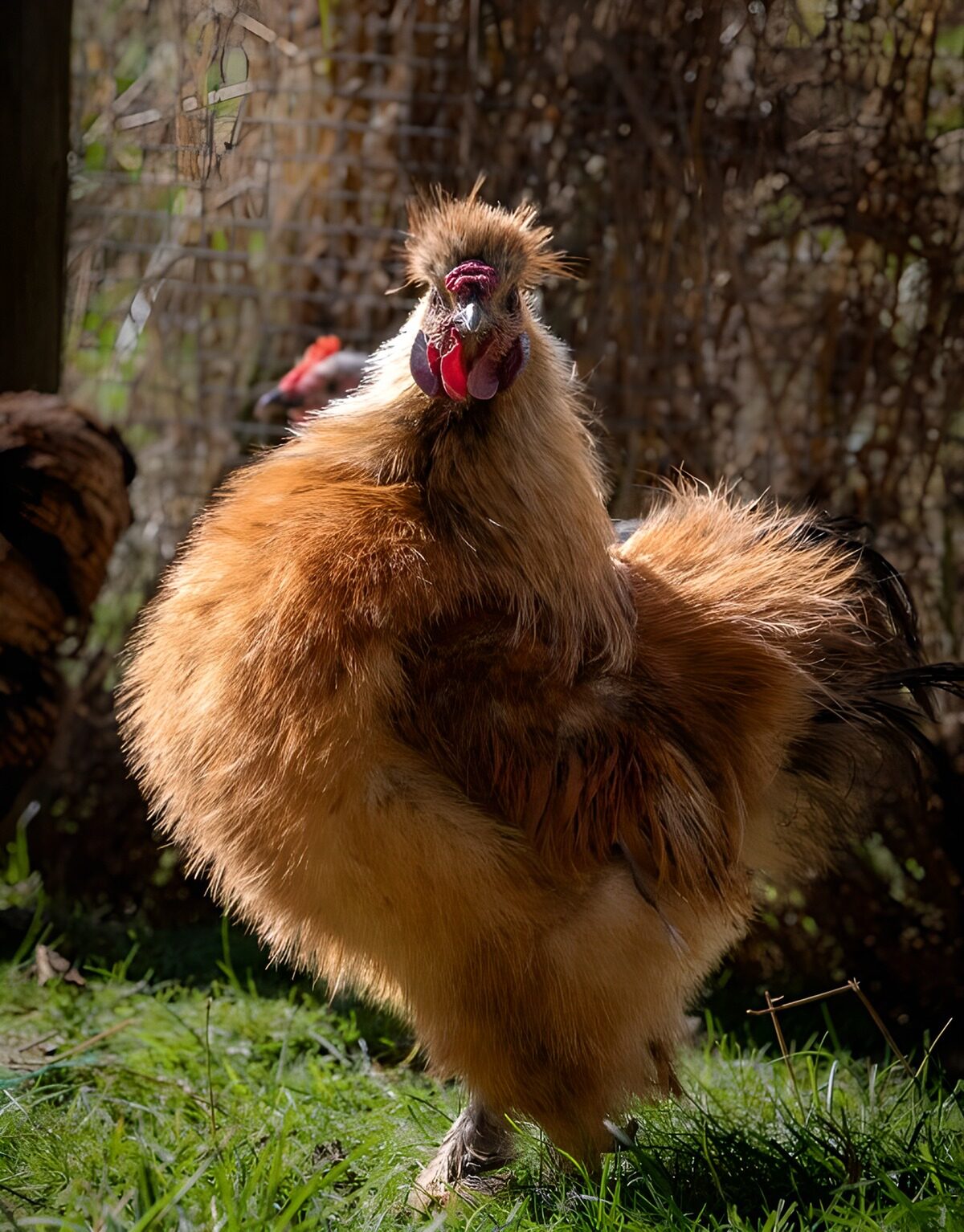 Fluffy kuiken in de zon