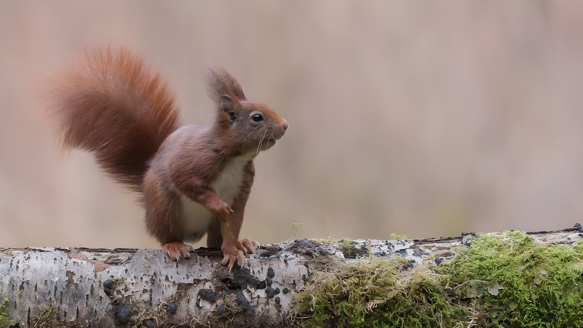 Schattig eekhoorntje op een tak