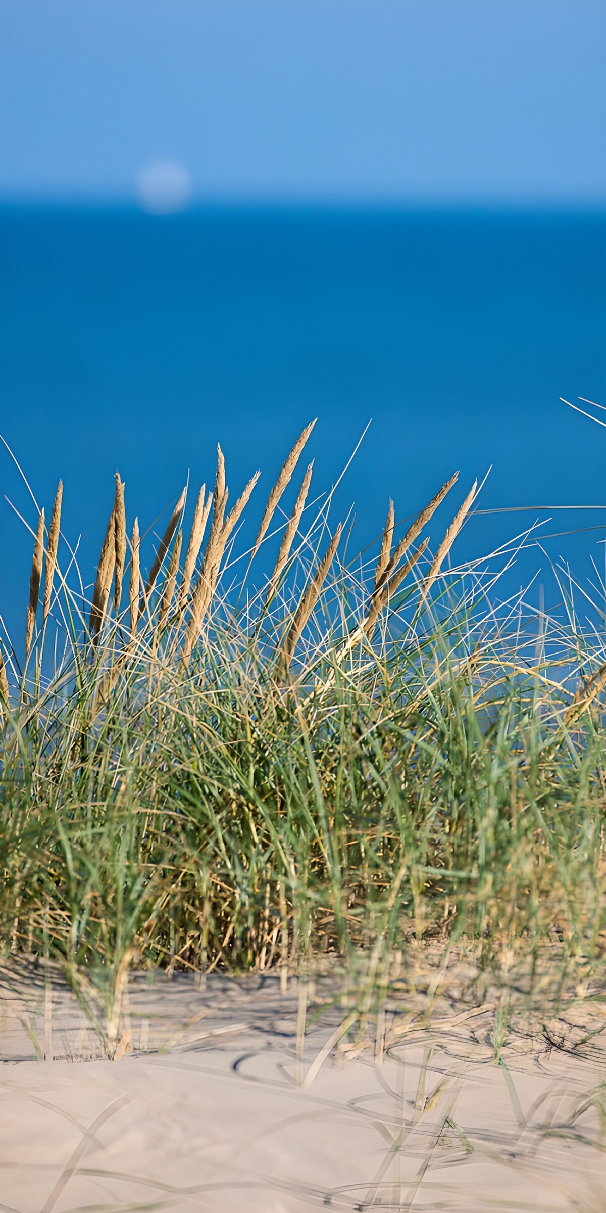 CW4479541: Duingras tegen de zee