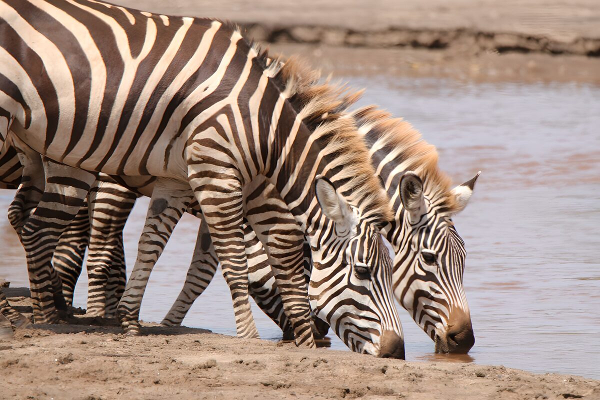 Zebrastapel bij de waterkant