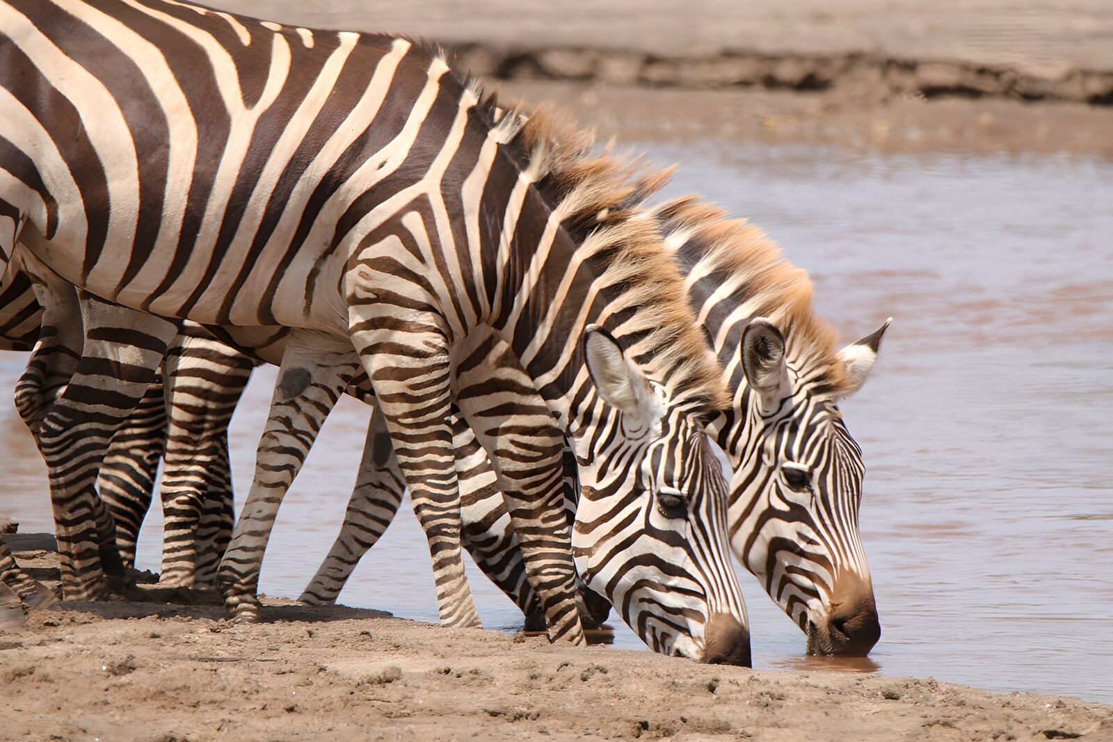 CW3601182: Zebrastapel bij de waterkant