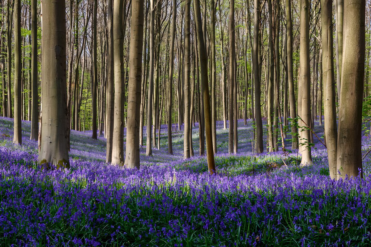 Prachtige bosvloer met blauwe bloemen