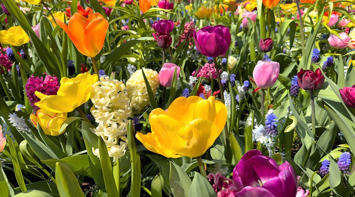Kleurrijke Bloemenweelde in de Lente