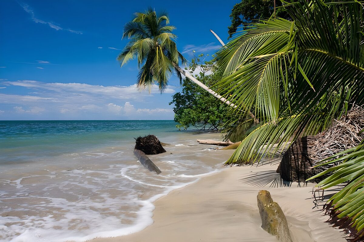 CW7719838: Tropisch strand met palmbomen