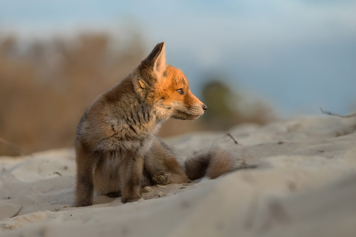 Jonge vos in de duinen