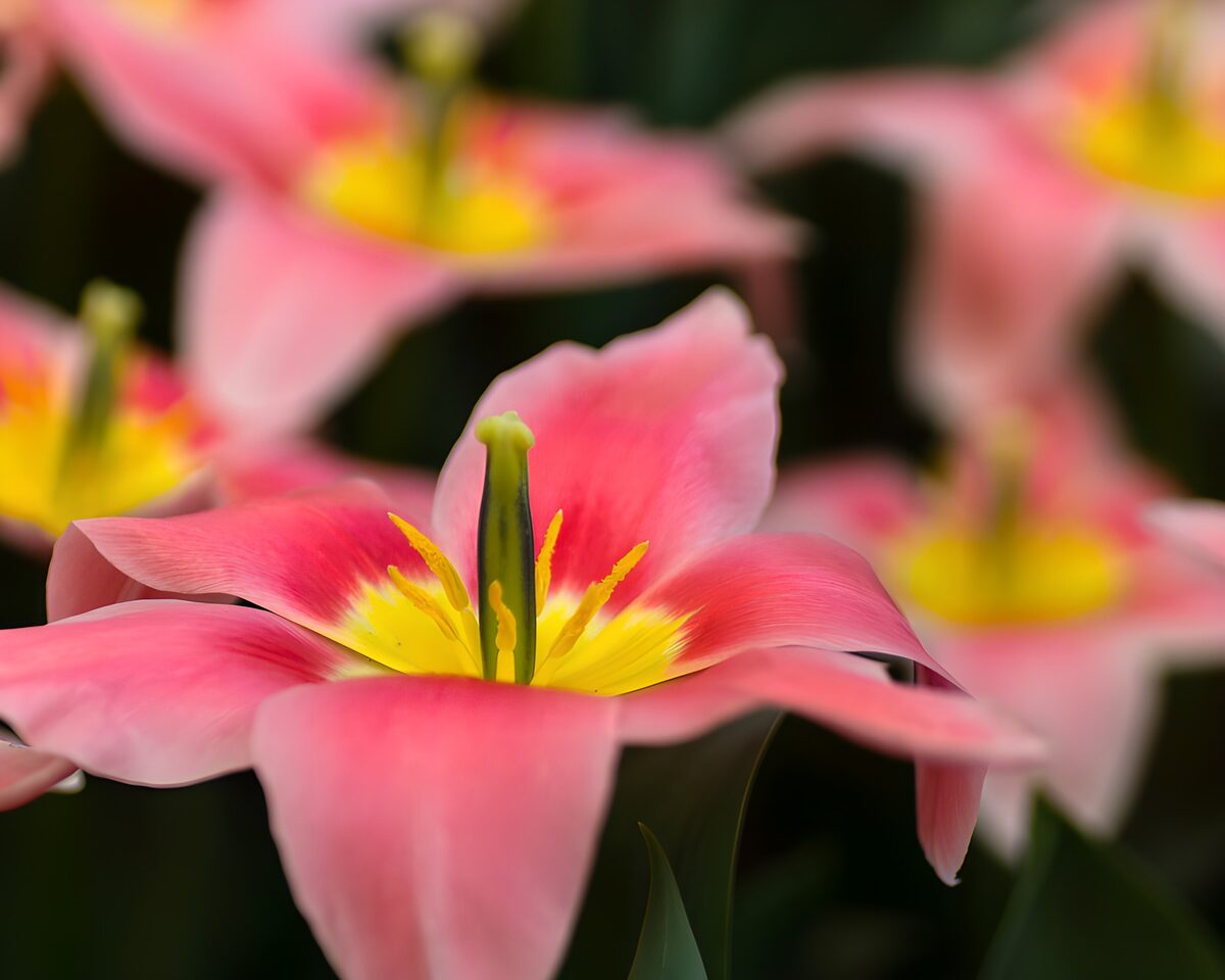 Roze tulpen met gele harten