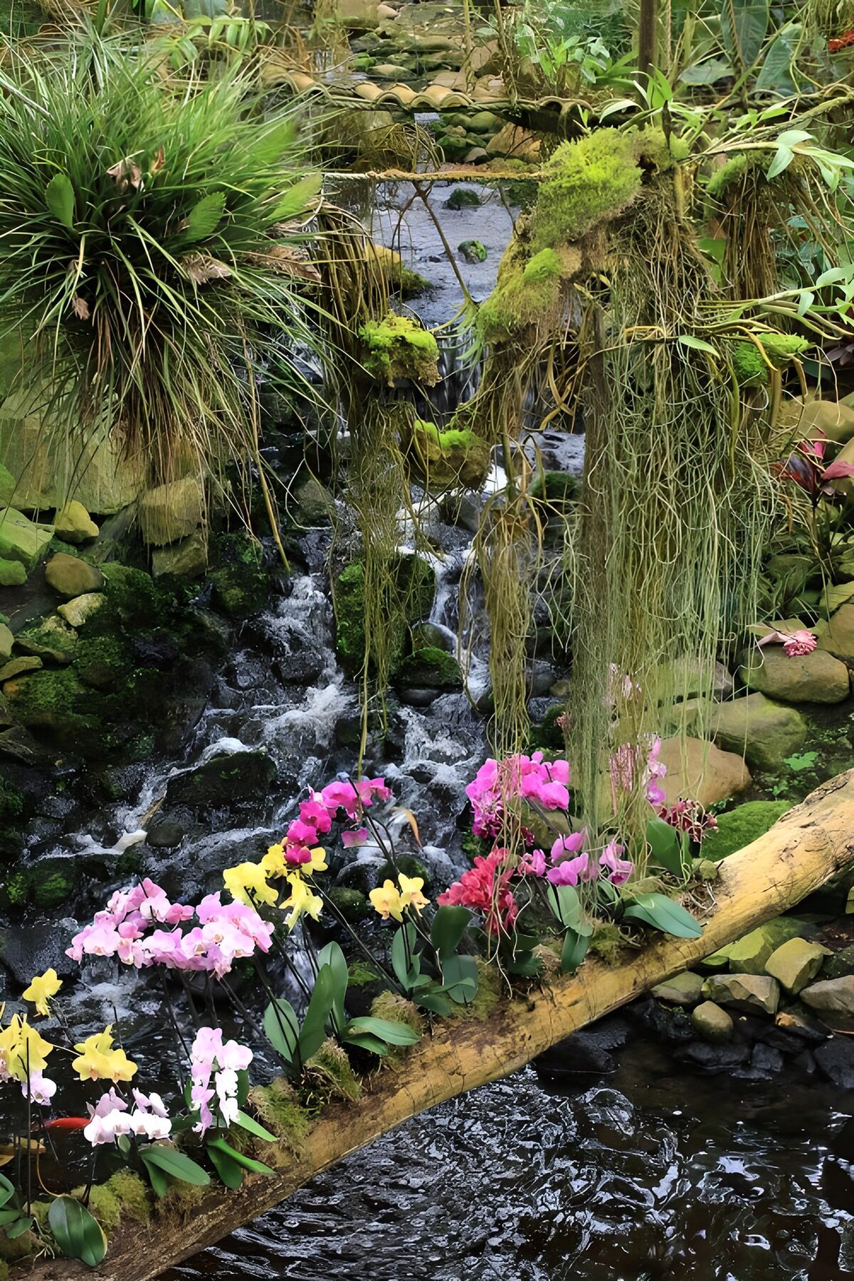 Prachtige Orchideeën bij een Waterval