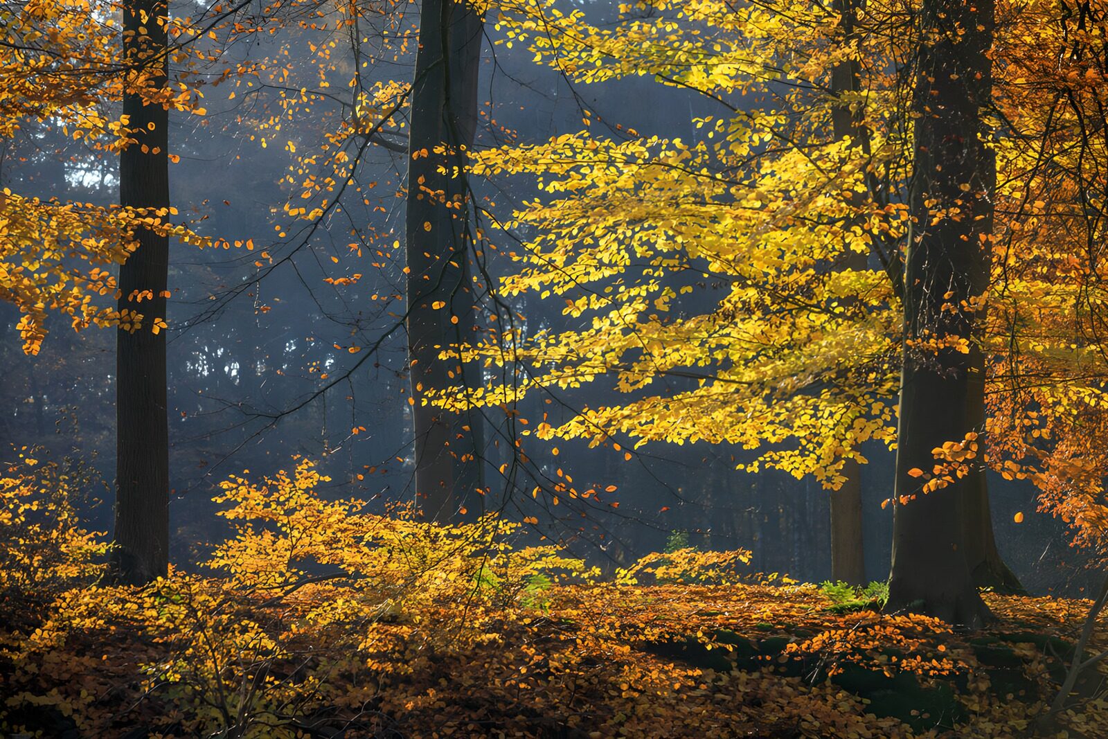 CW3869453: Warme kleuren van het herfstbos