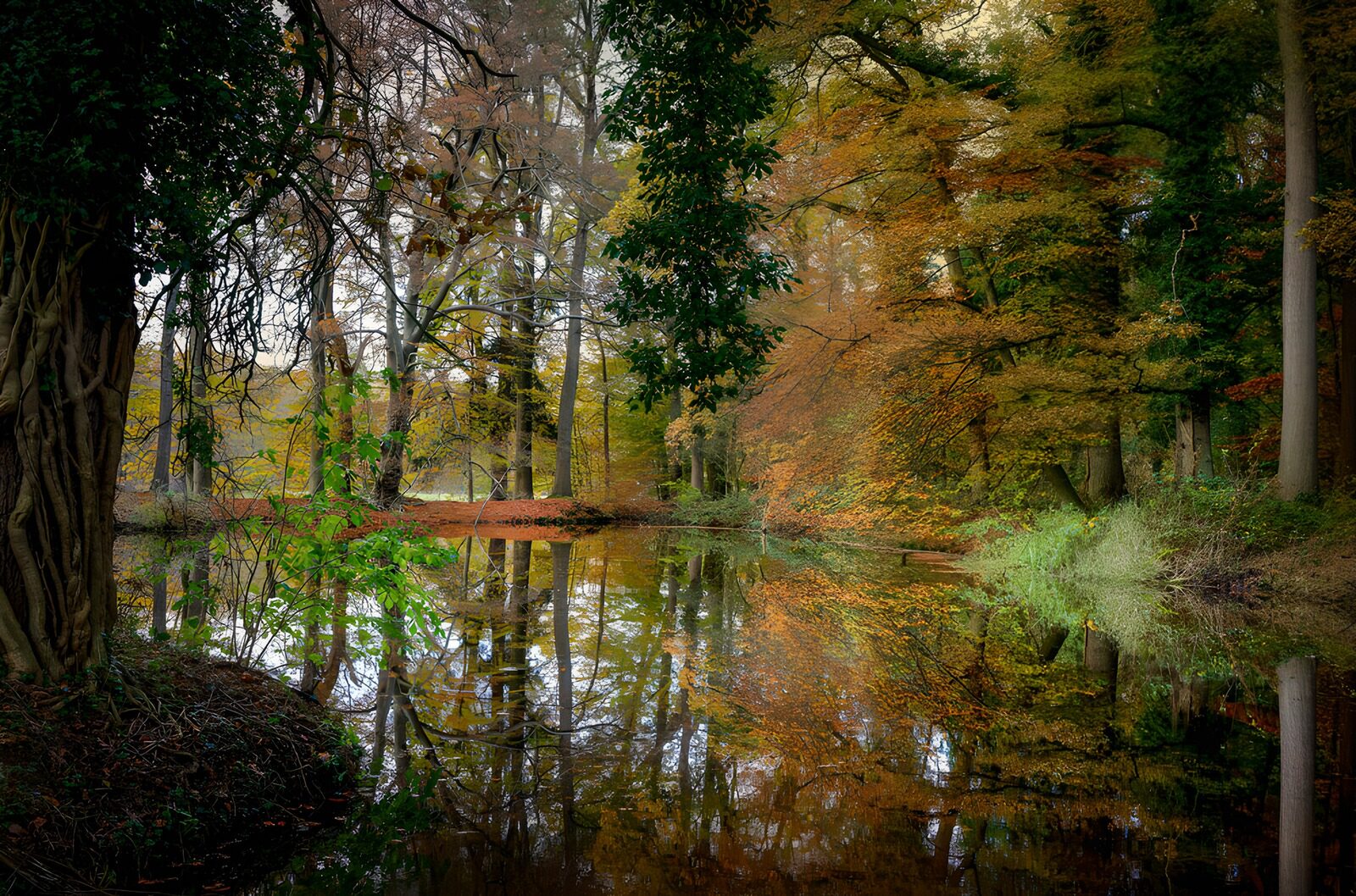 CW1304716: Herfstreflecties in het bos