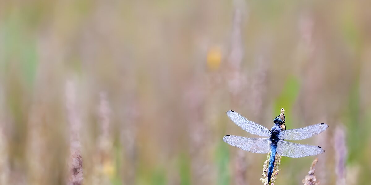 Schitterende libelle in de natuur