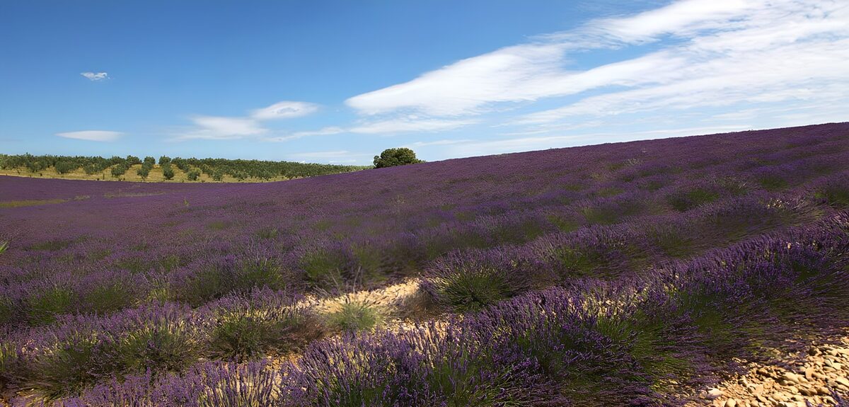 Prachtig lavendelveld onder een blauwe lucht