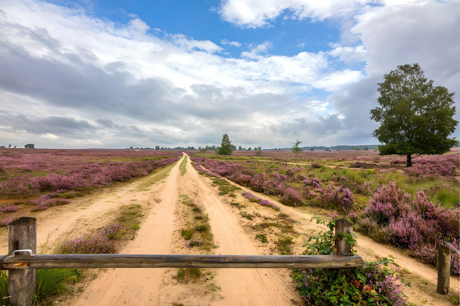 CW4750103: Prachtige heidevelden onder een bewolkte lucht