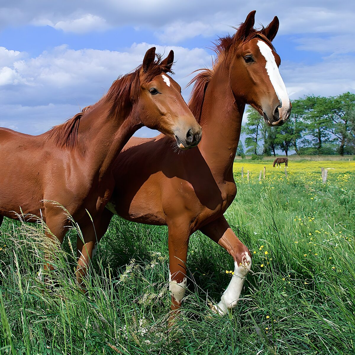 Twee paarden in een groene weide