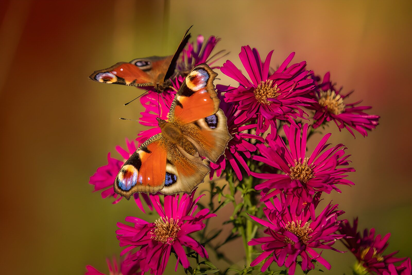 CW3236331: Vlinders op kleurrijke bloemen