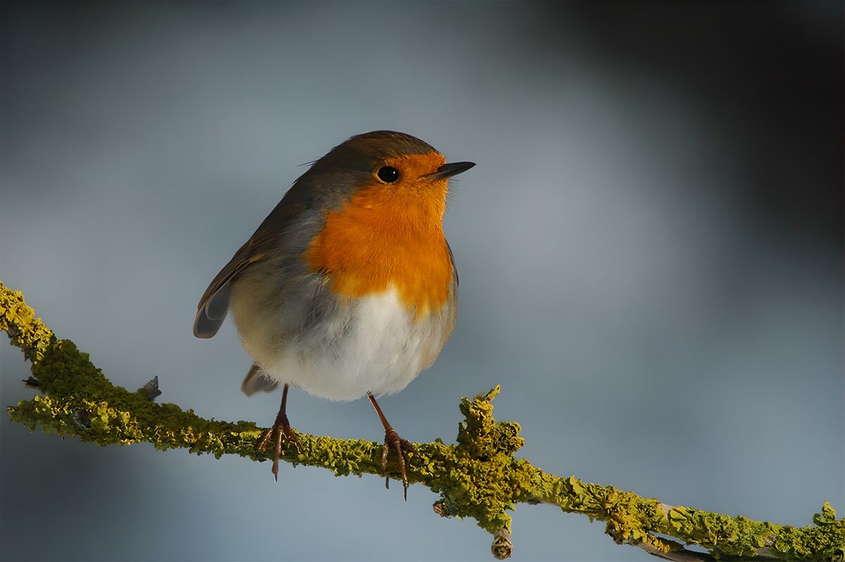 Schattige Roodborst op een Tak