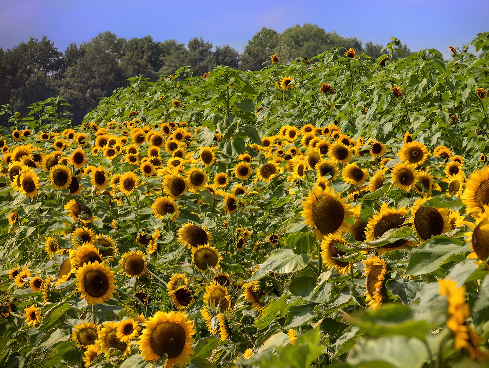 CW6558442: Zonnebloemenvelden in volle bloei