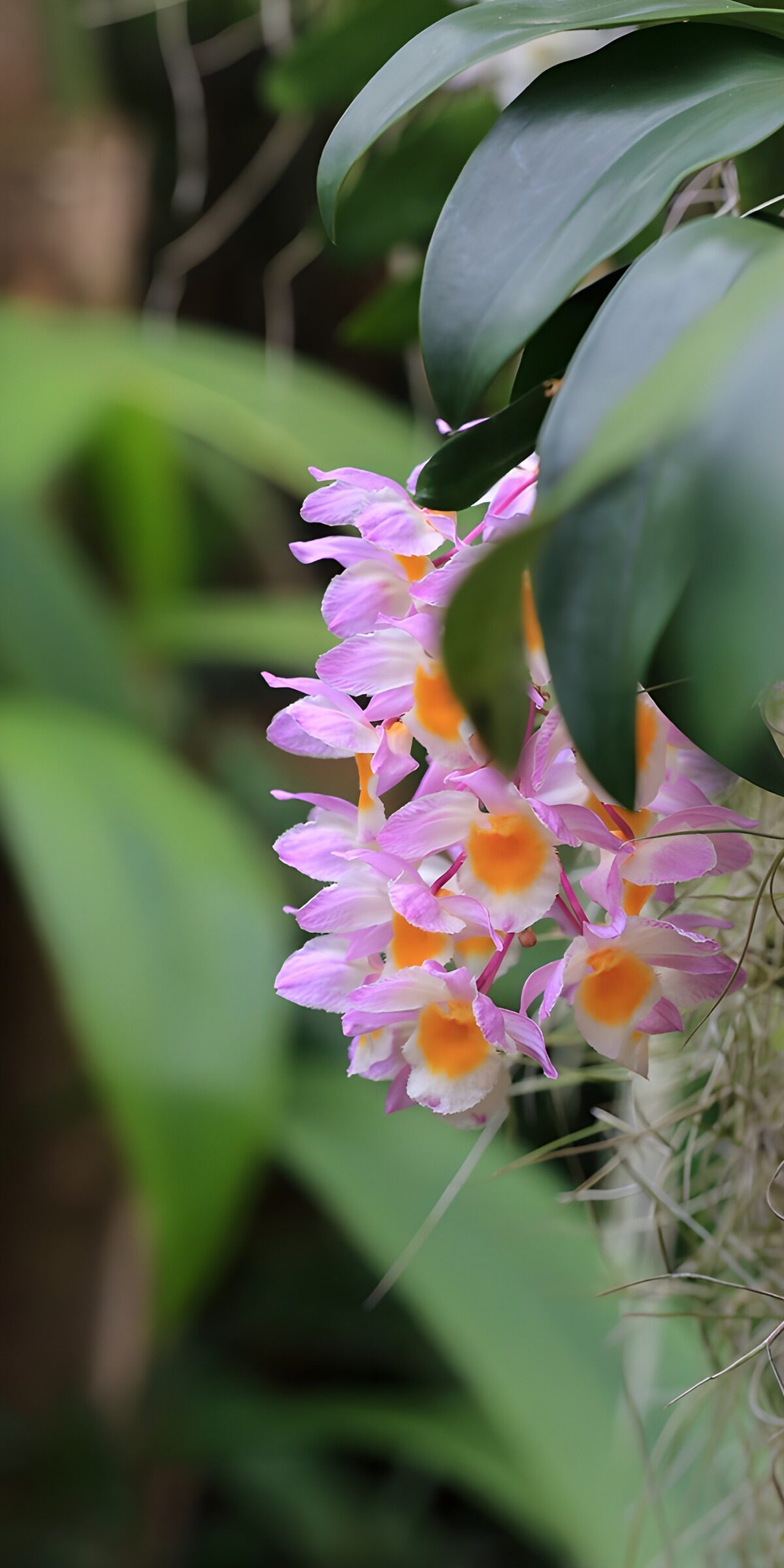 CW2620879: Prachtige orchideeën in volle bloei