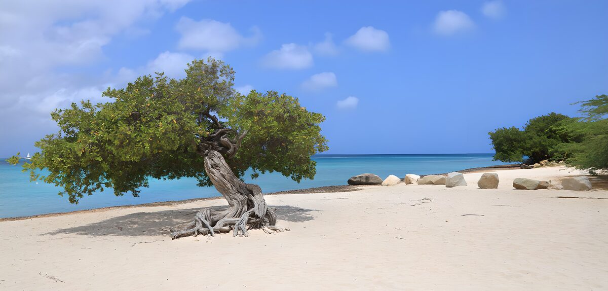 CW4289234: Eenzaam boom op het strand