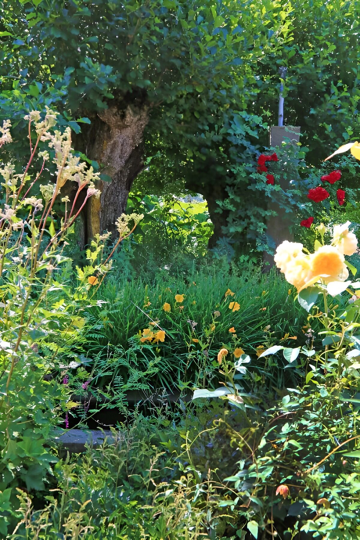 Bloeiende tuin vol kleuren en leven