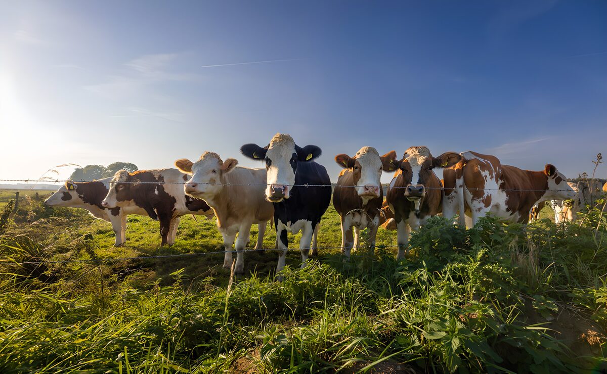 Groep Gelukkige Koeien in de Weide