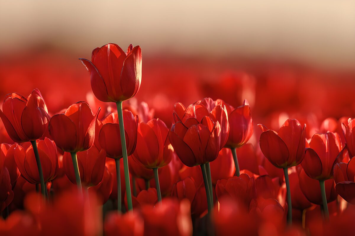 Stralende rode tulpen in de zon