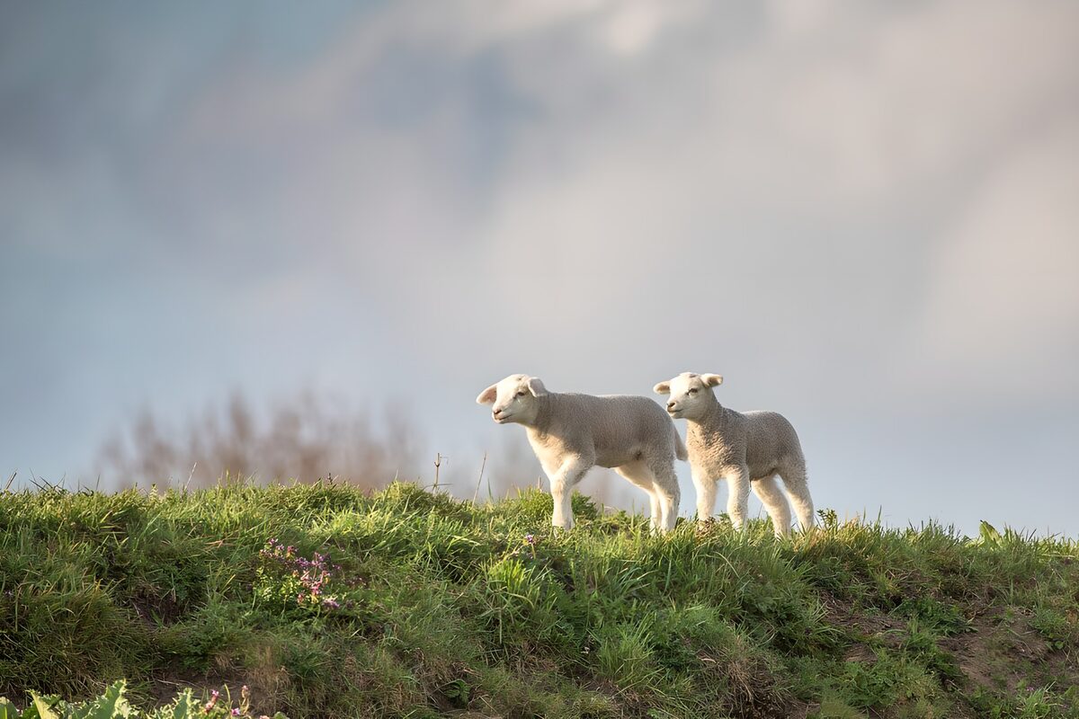 Schattige lammetjes in het gras