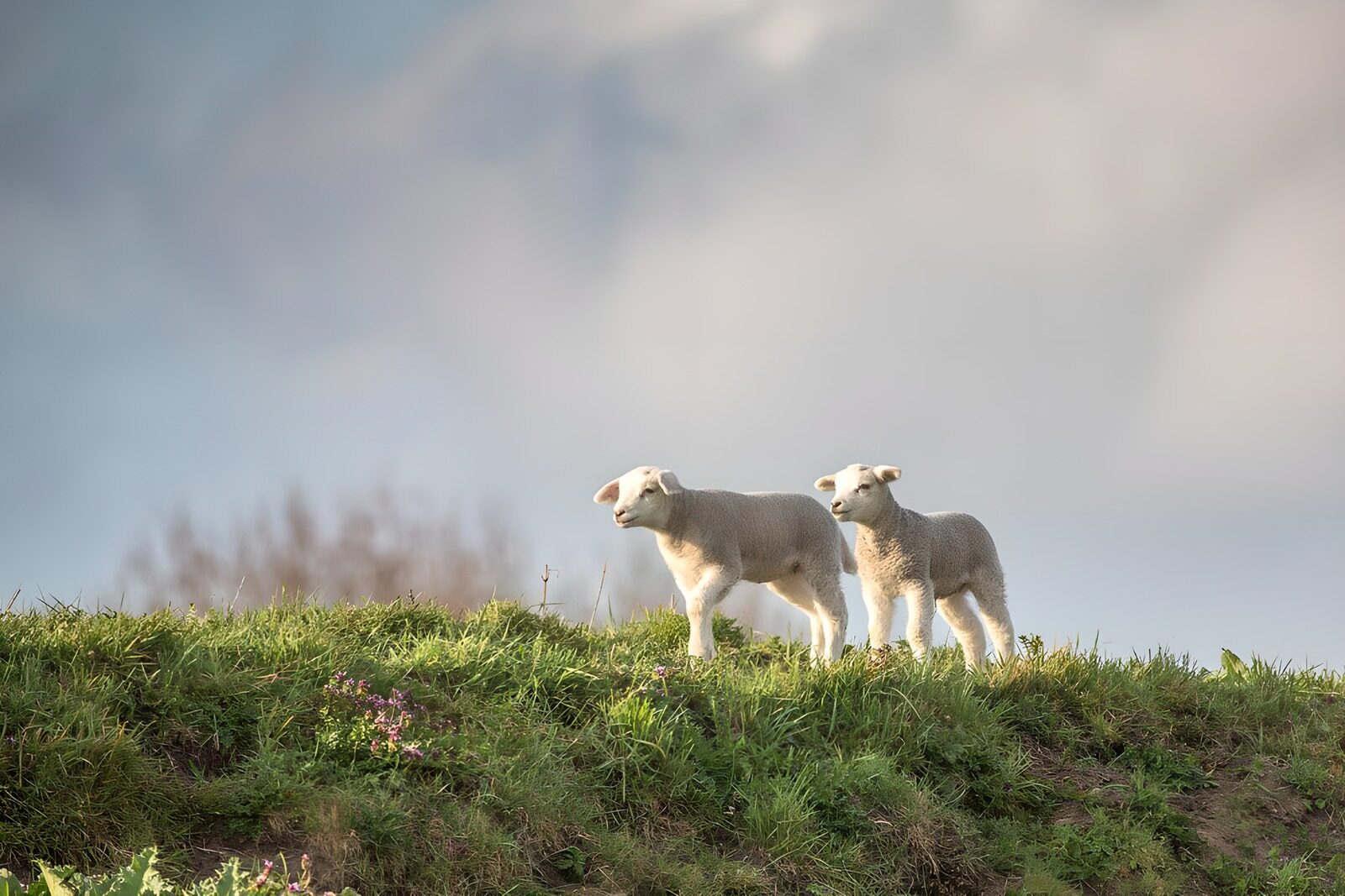 CW3349380: Schattige lammetjes in het gras