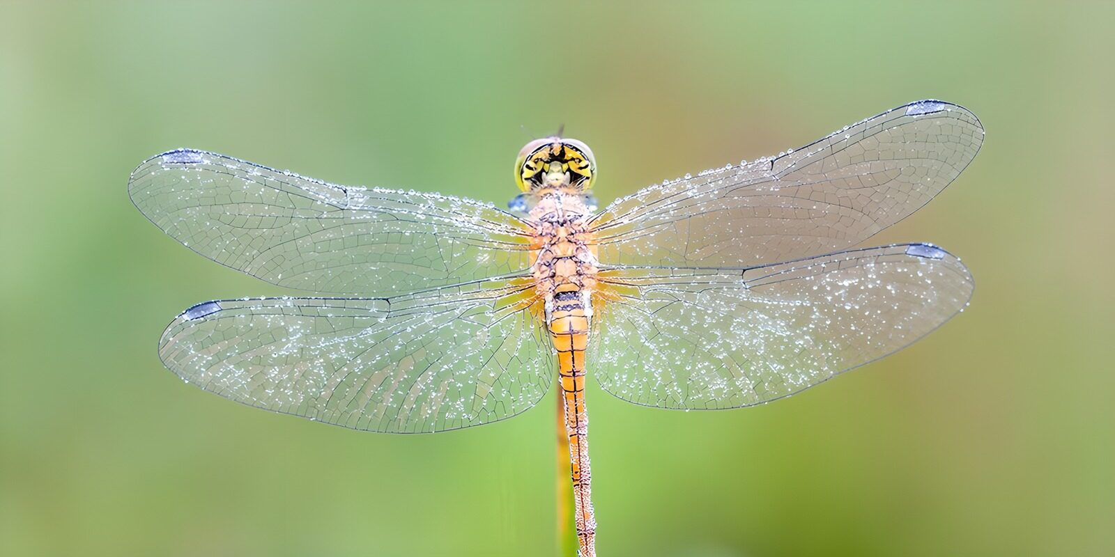 CW6466997: Prachtige libelle met dauwdruppels