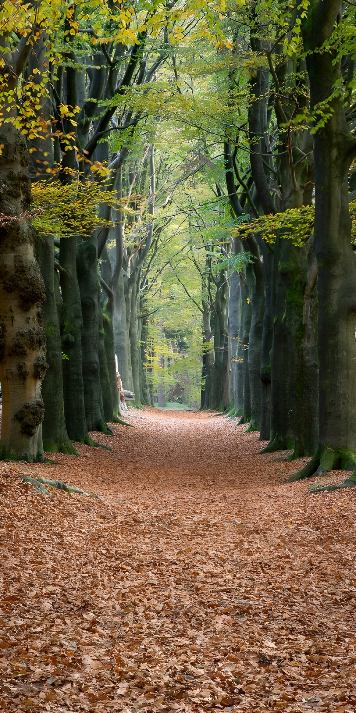 CW4314899: Een Rustige Herfstwandeling in het Bos