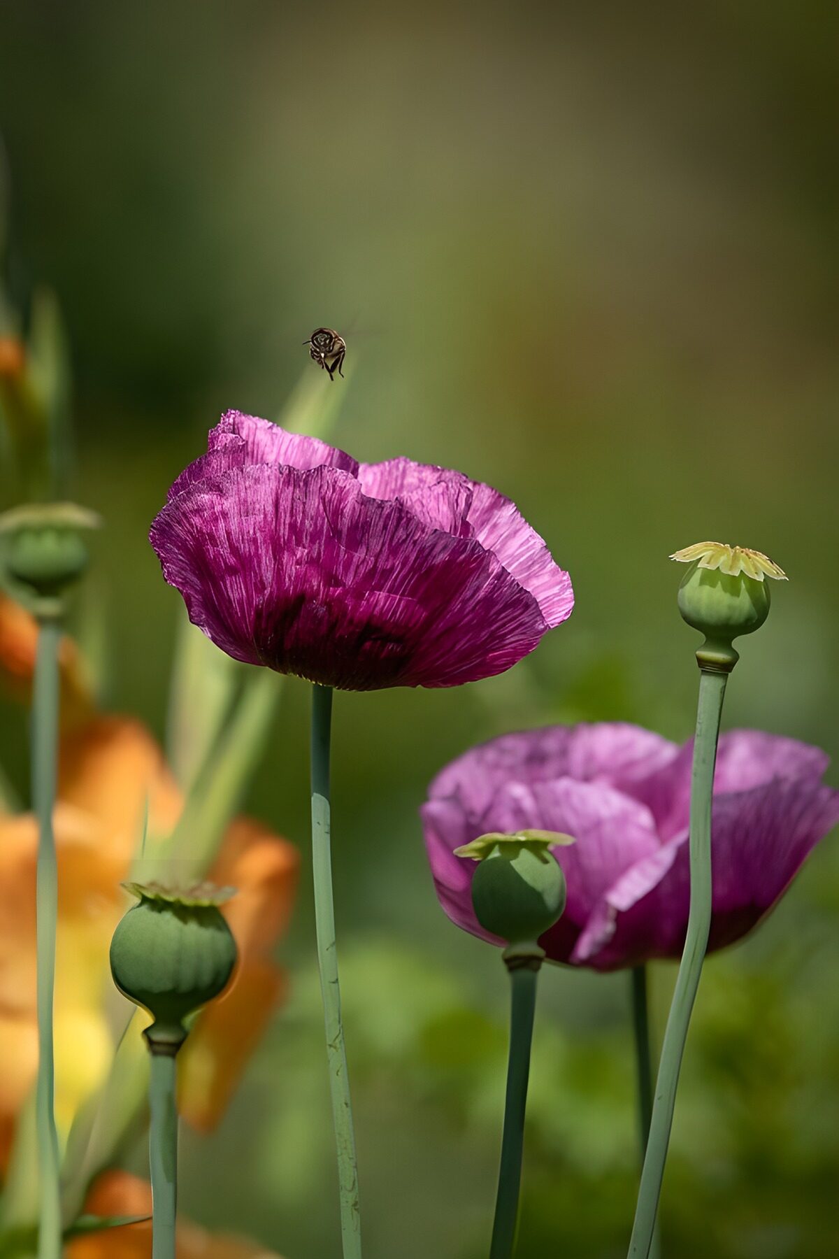 CW7114894: Prachtige paarse bloemen met bij