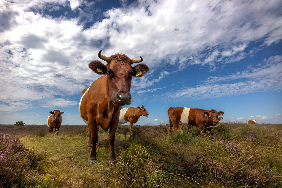 Rustige koeien in de natuur
