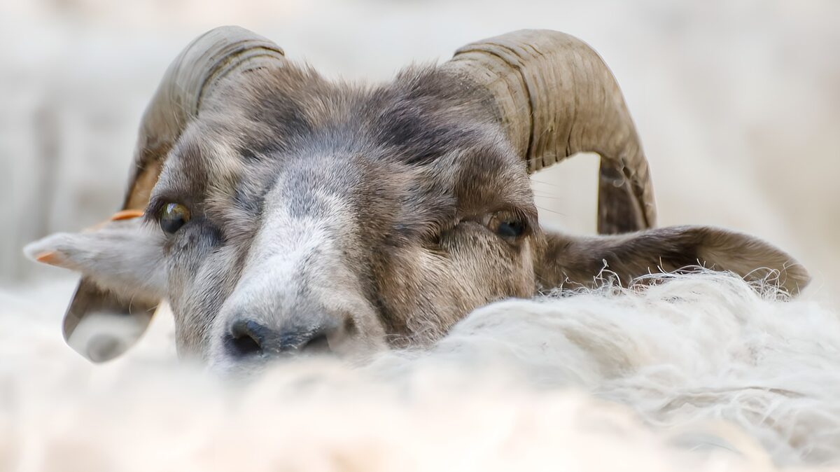 Schaap met hoorns in de kudde