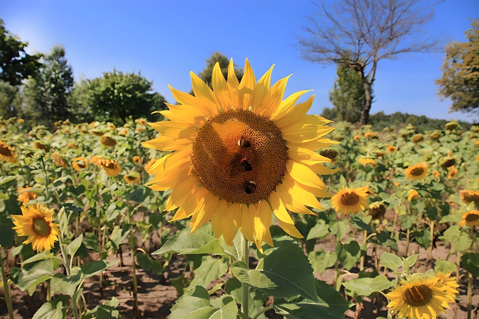 CW2409449: Zonnige Zonnebloem met Bijen