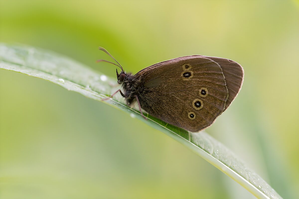 Bruine vlinder op een groen blad