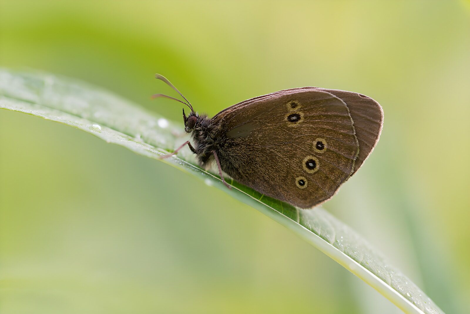 CW8532406: Bruine vlinder op een groen blad