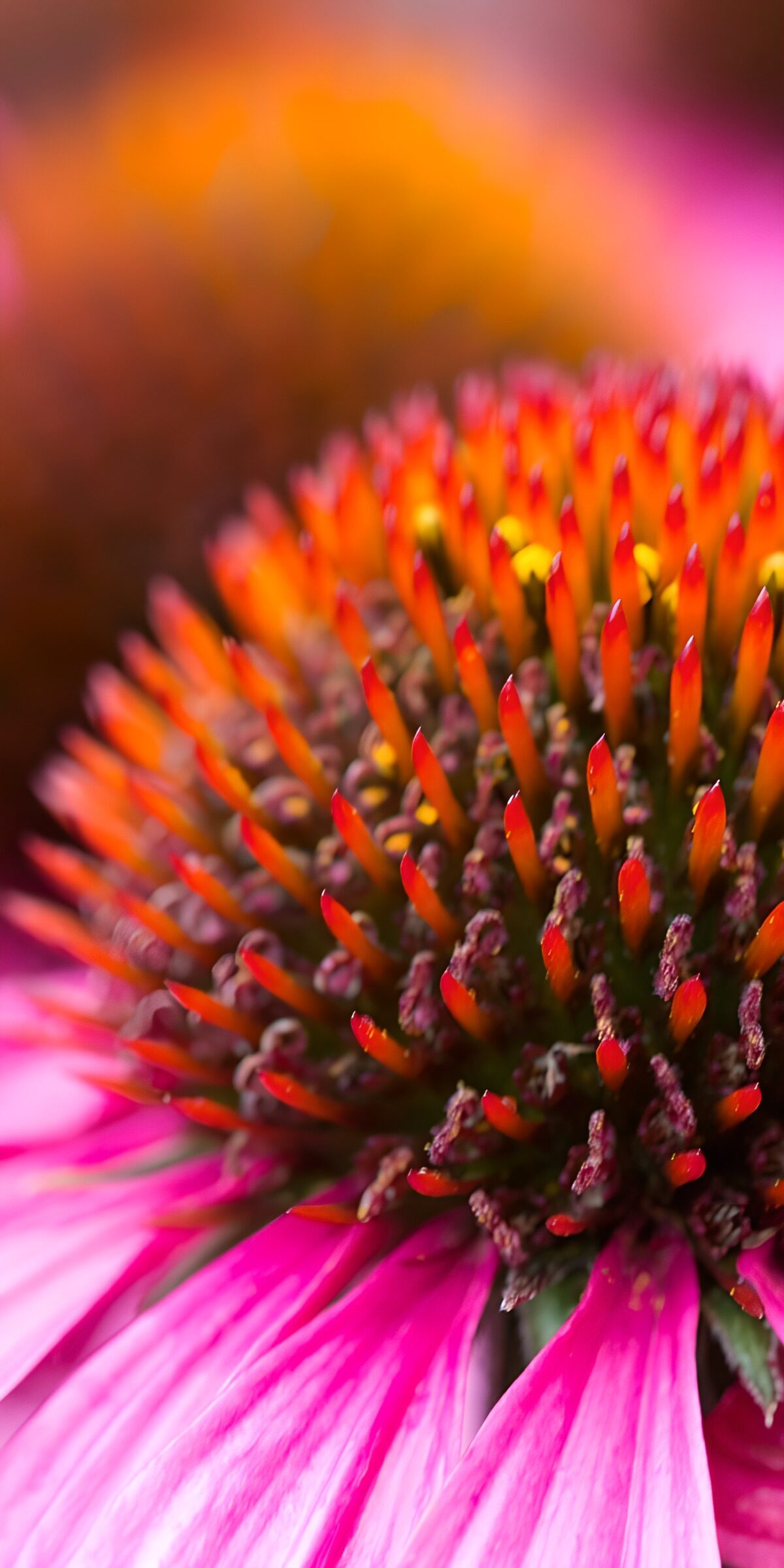 CW4810790: Kleurrijke Echinacea Bloem