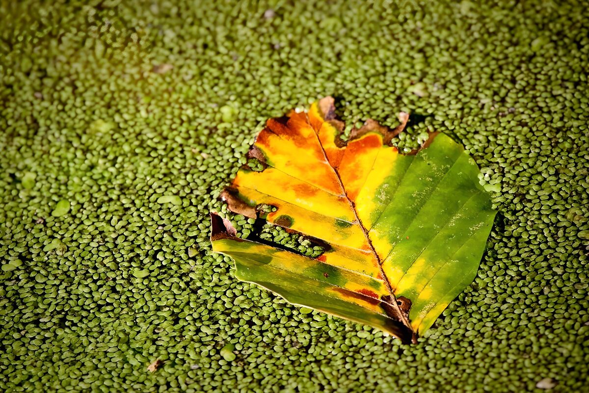 Herfstblad op groen drijfblad