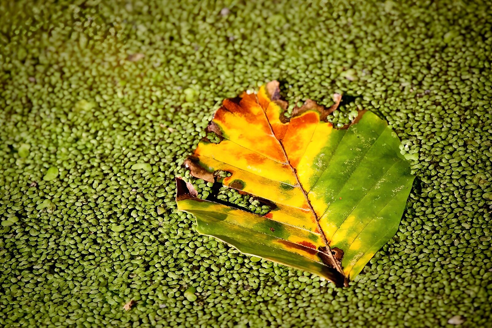 CW8135948: Herfstblad op groen drijfblad