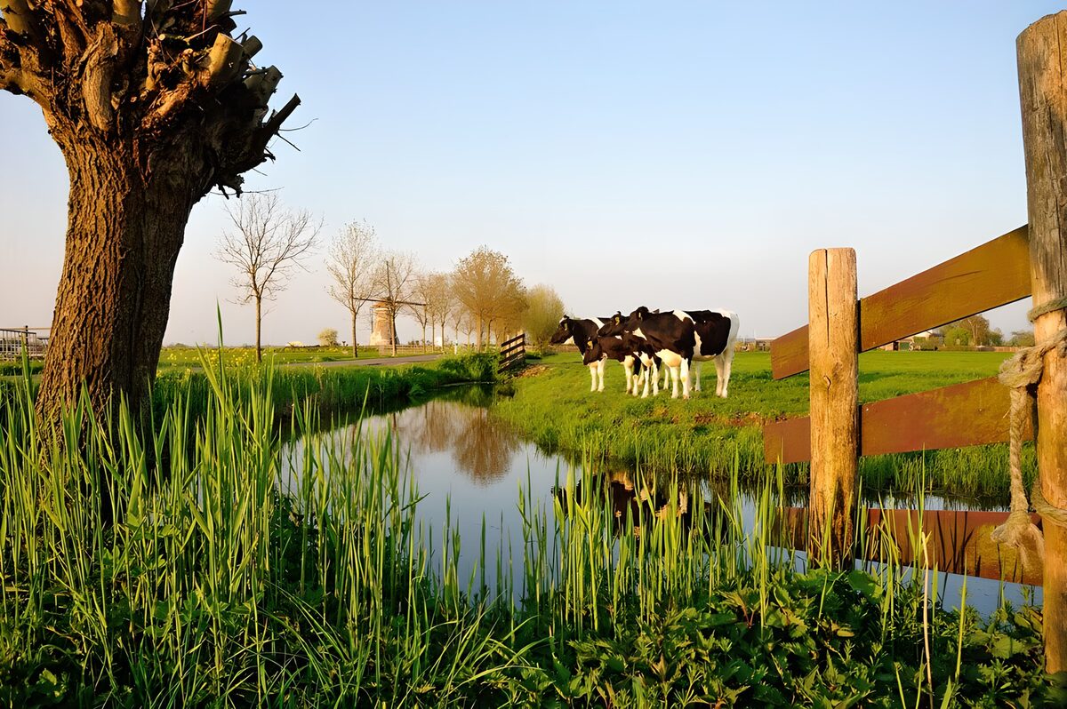 Gewone boerenlandschap met koeien