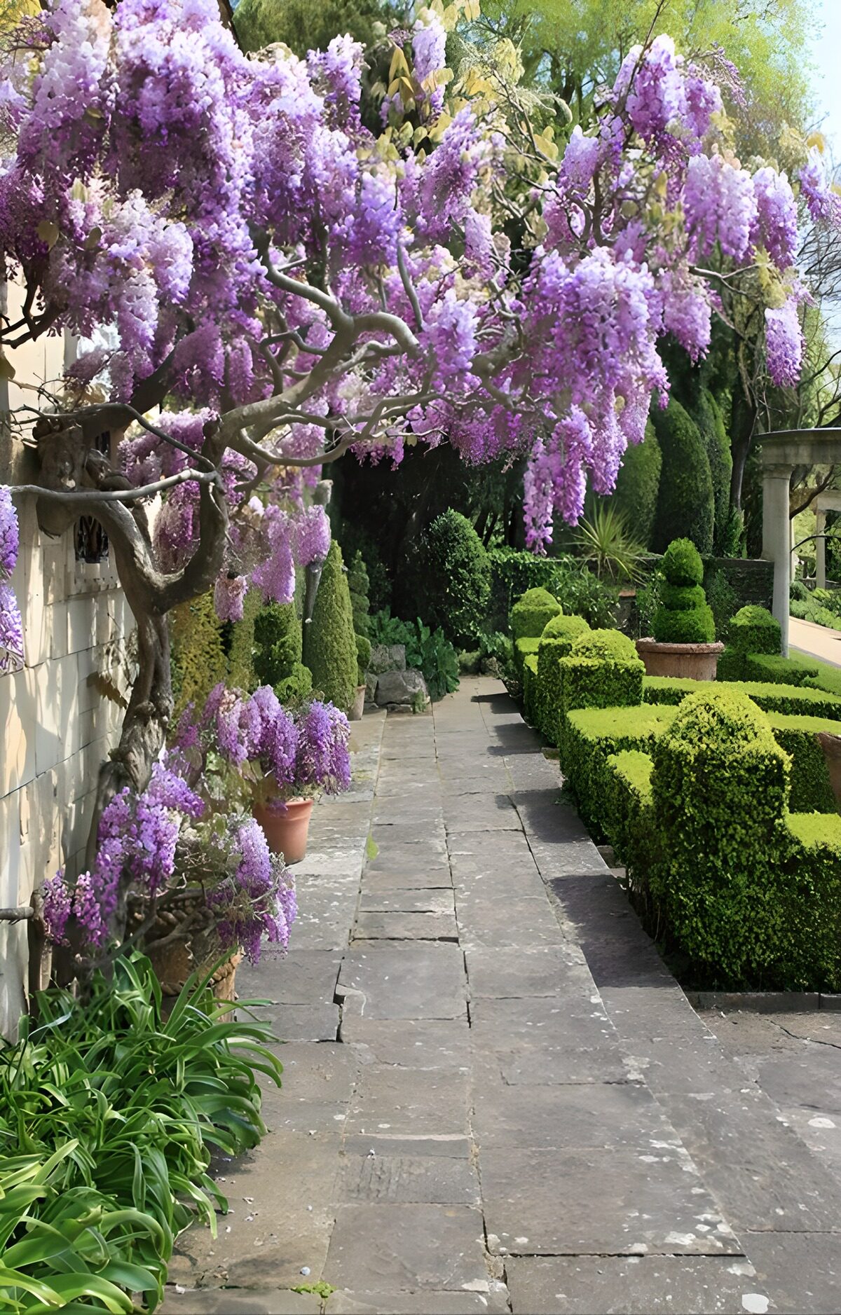 Paden omringd door bloeiende wisteria