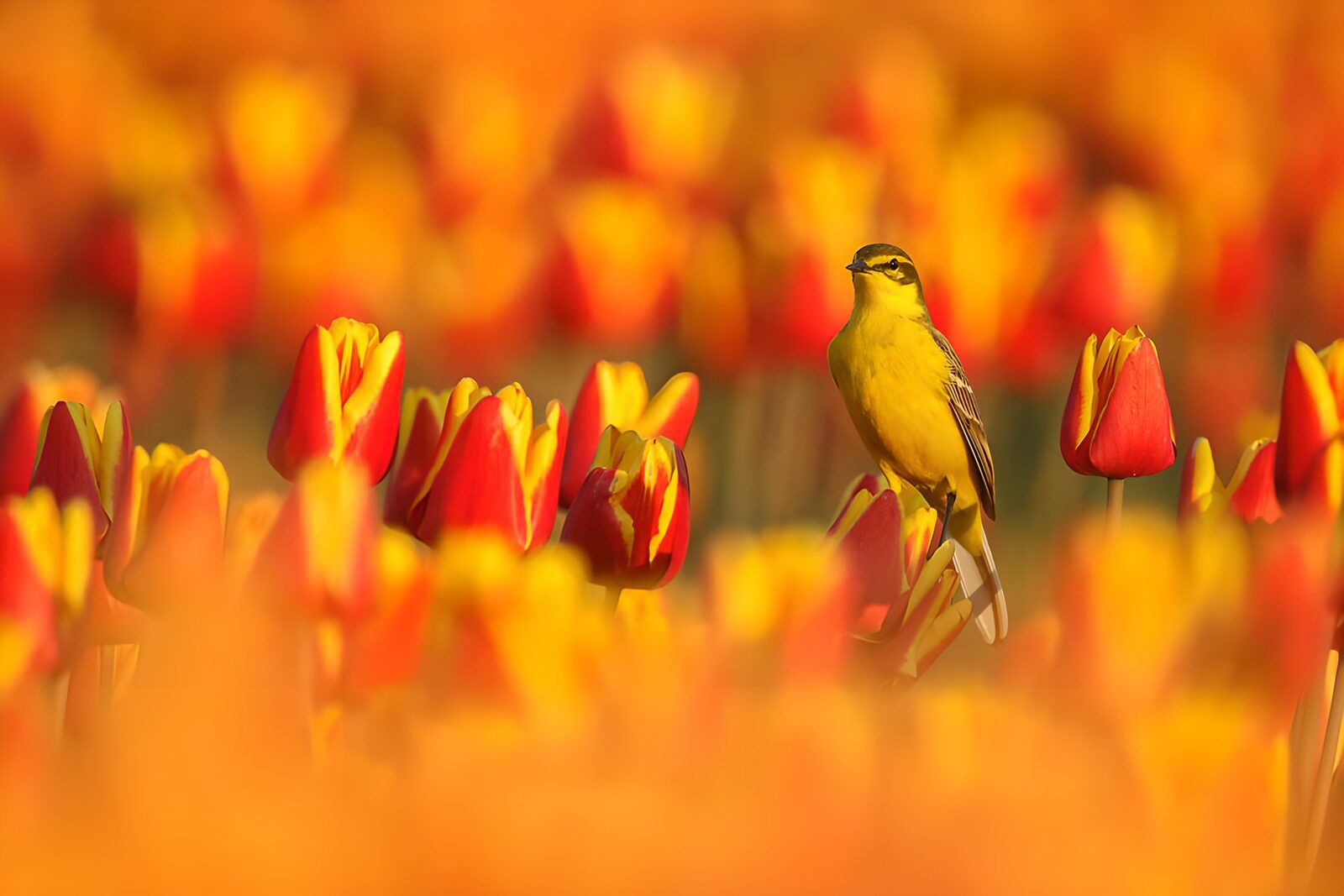 CW5627581: Geel vogeltje tussen tulpenvelden