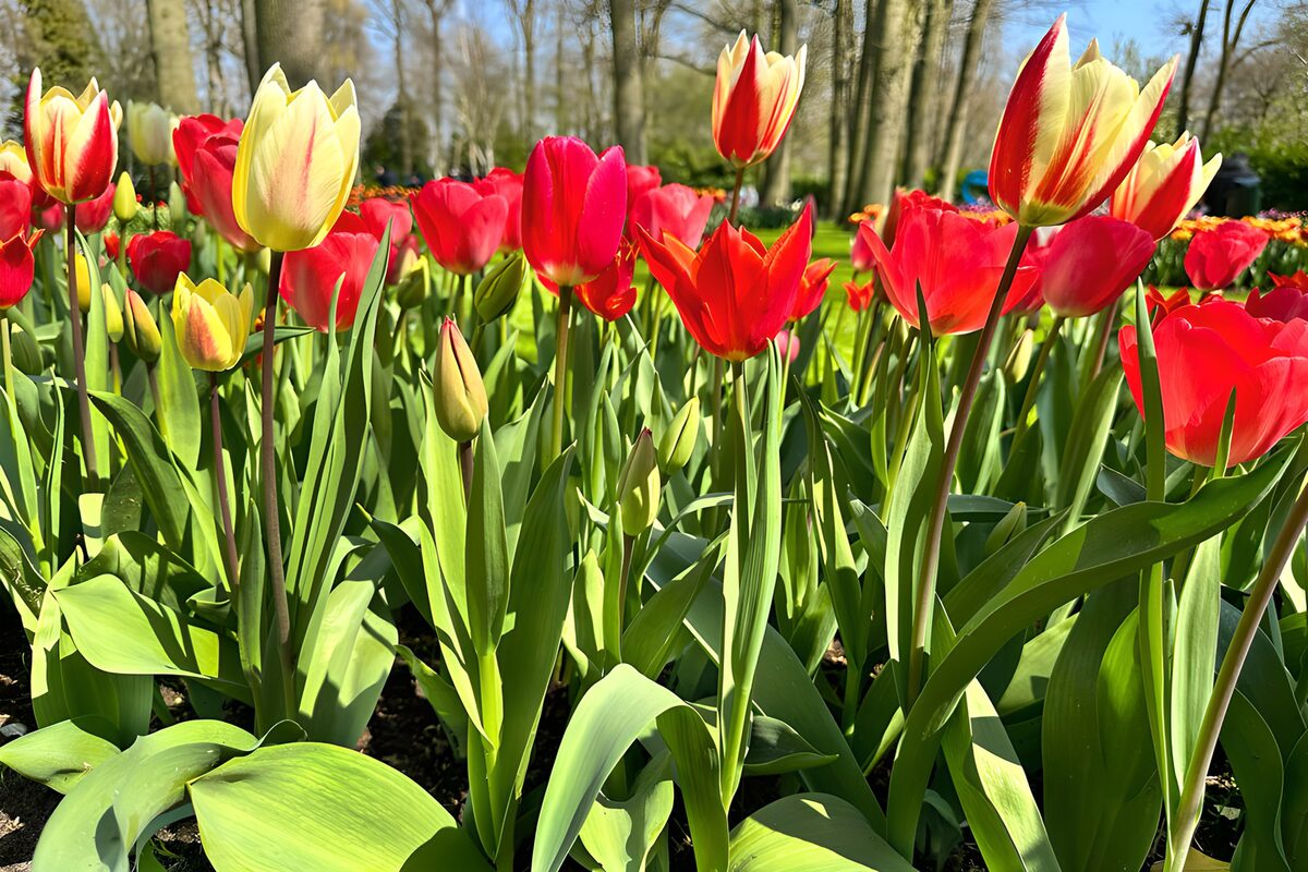 Kleurrijke tulpen in bloei