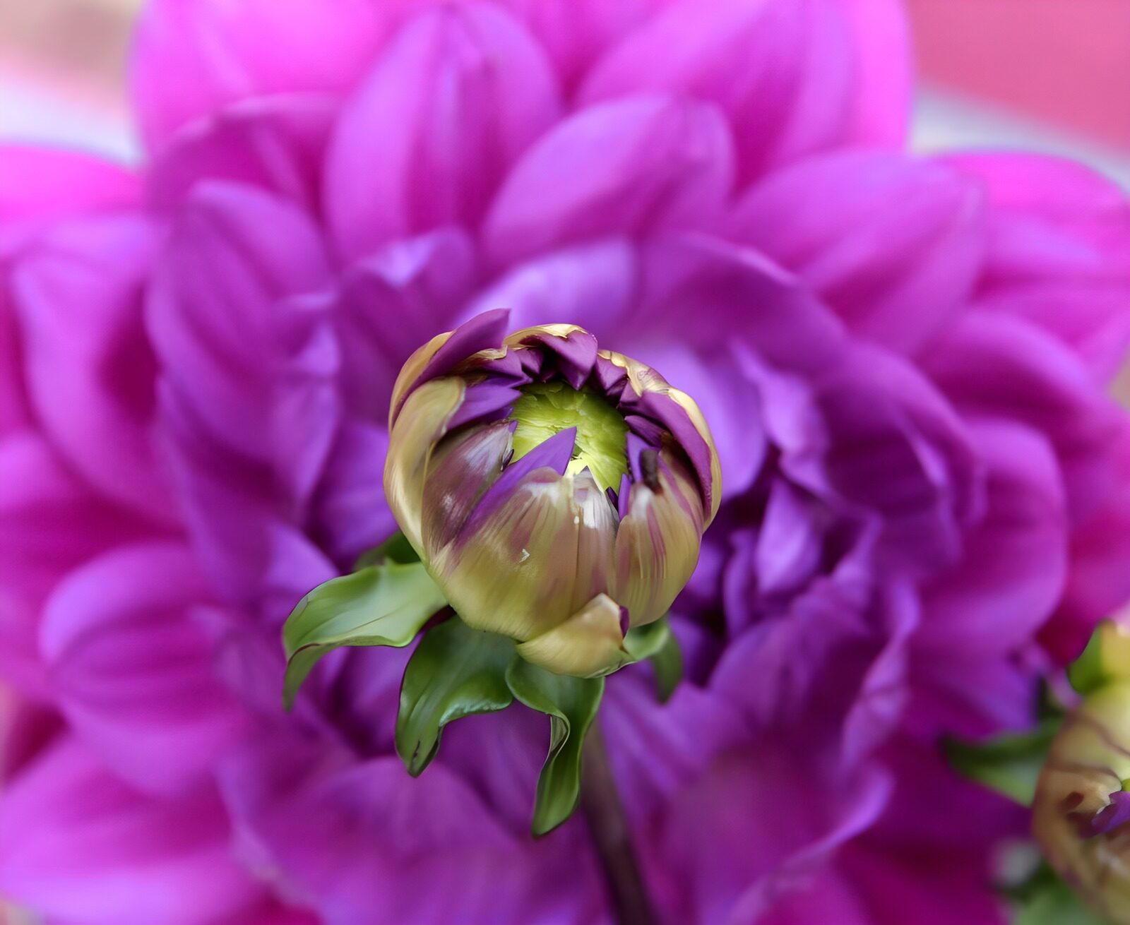 CW5849032: Bloeiende Dahlia met Klein Knopje