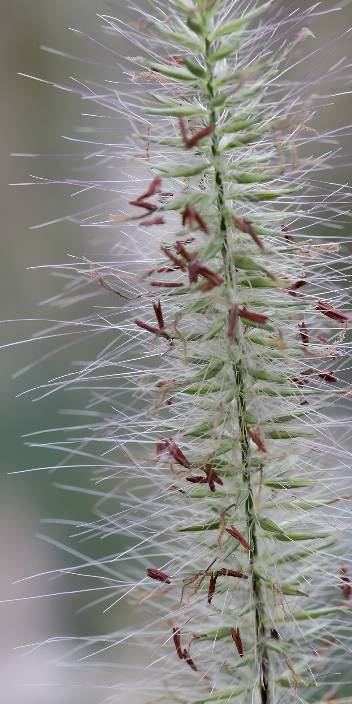 CW2860401: Fijnbladige plant met zaadjes