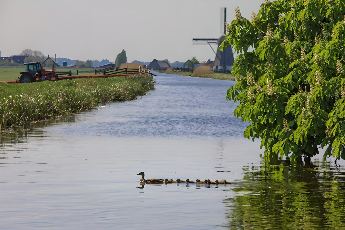 Moeder eend met jongen in het kanaal