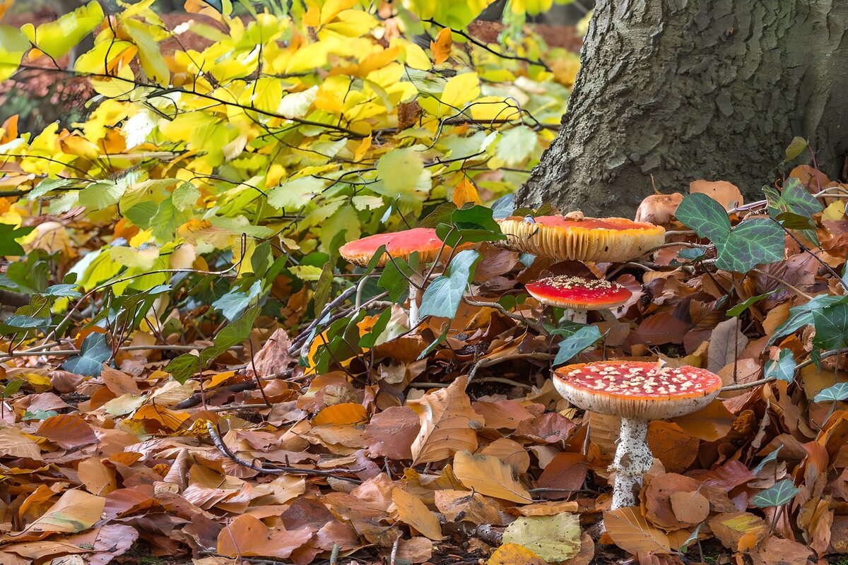 Kleurrijke paddenstoelen in het herfstbos