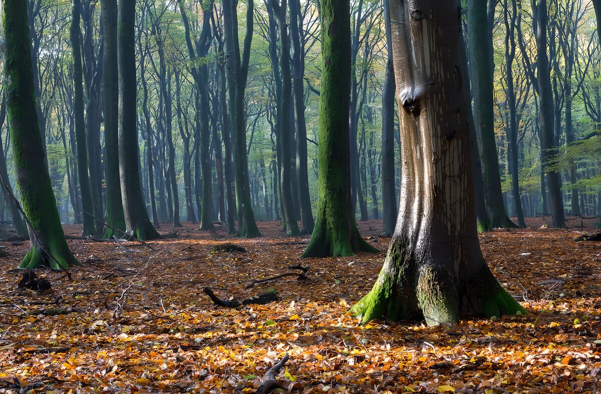 Mysterieus Bos met Herfstbladeren